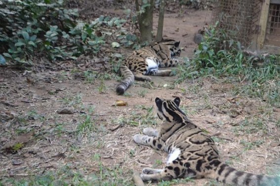 4 Leopards death : Veterinary experts to visit state on April first week to review Sepahijala zoo situation